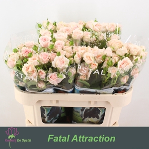 R TR RLM FATAL ATTRA