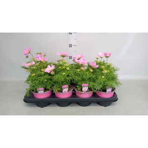 Cosmos bipinnatus 'Casanova Pink'