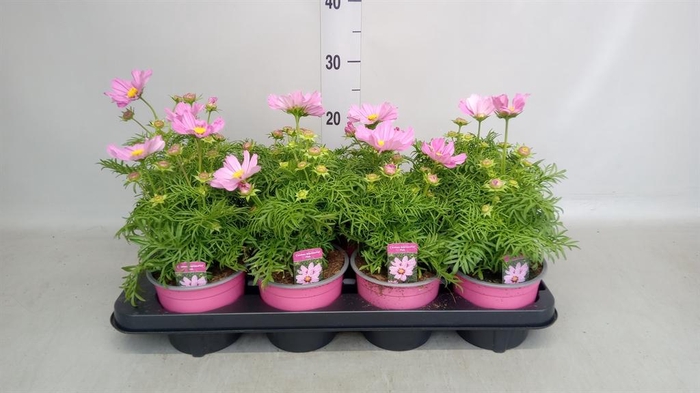 <h4>Cosmos bipinnatus 'Casanova Pink'</h4>