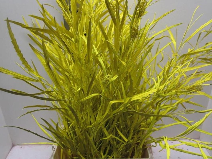 <h4>Grevillea Geel</h4>