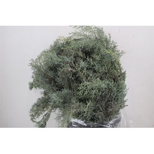 Cypresse Blue 400gr P Bunch