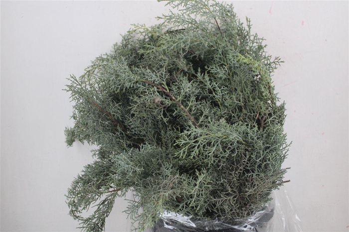 <h4>Cypresse Blue 400gr P Bunch</h4>