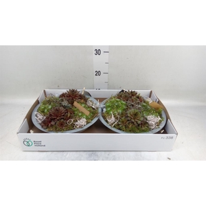 Arr.  Sempervivum L%