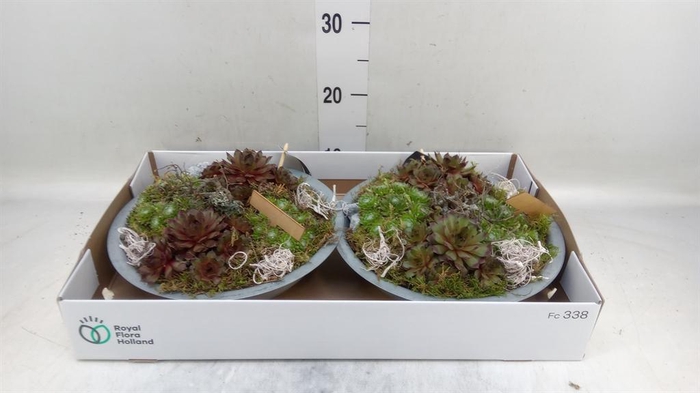 <h4>Arr.  Sempervivum L%</h4>