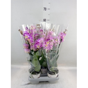 Phalaenopsis  'Sunca Pula'