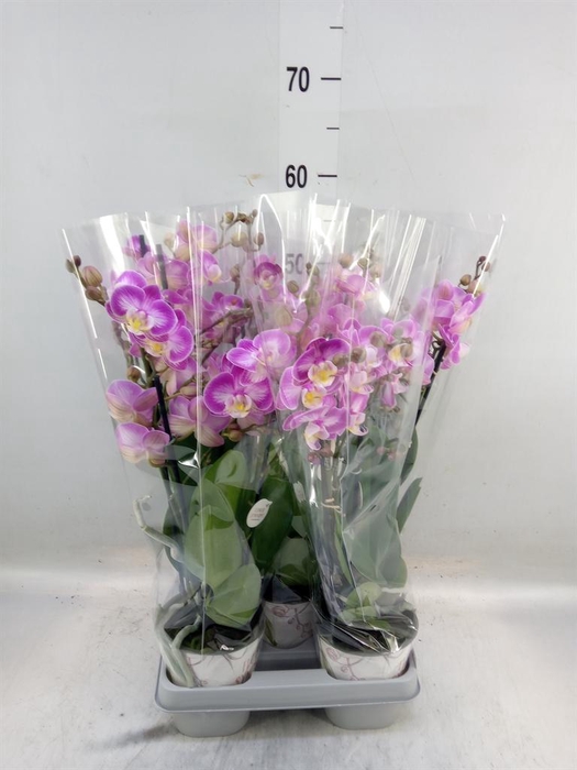 <h4>Phalaenopsis  'Sunca Pula'</h4>