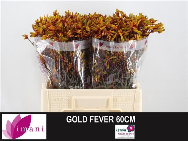 <h4>ANIGOZ GOLD FEVER</h4>