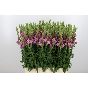 Antirrhinum M Laven