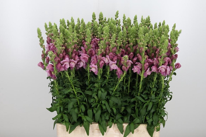 <h4>Antirrhinum M Laven</h4>