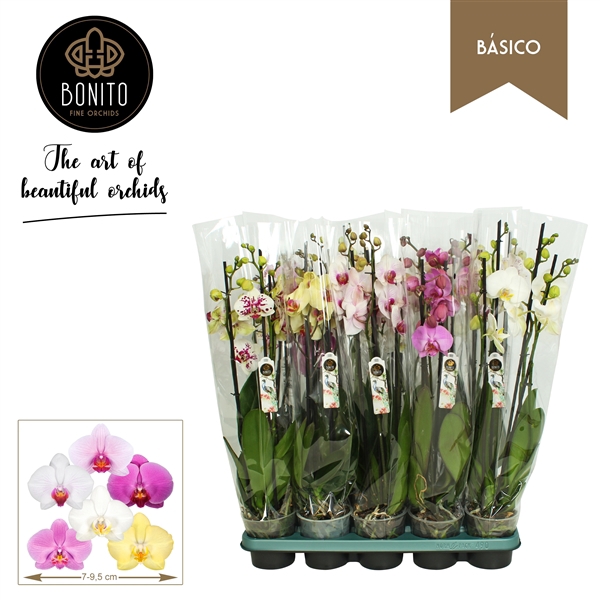 <h4>Phal. Basico mix - 4-tak met 5 kleuren</h4>