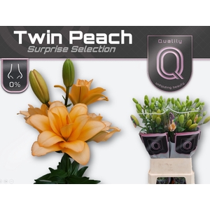 Li La Du Twin Peach 5+