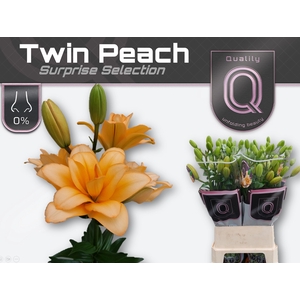 LI LA DU TWIN PEACH 5+