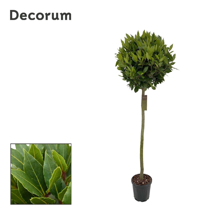 <h4>Laurus nobilis Bol op stam</h4>