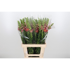 Antirrhinum Po D. Orange