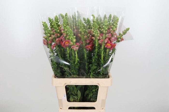 <h4>Antirrhinum Po D. Orange</h4>