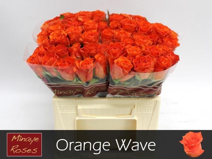 <h4>R GR ORANGE WAVE</h4>