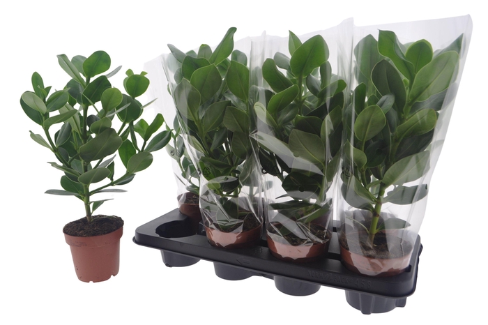 <h4>CLU RO PRINCESS</h4>