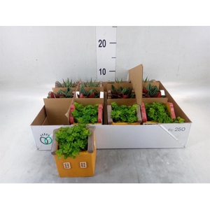 Planten  ..in schaal L%