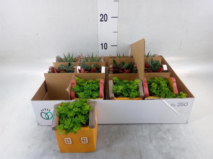 <h4>Planten  ..in schaal L%</h4>