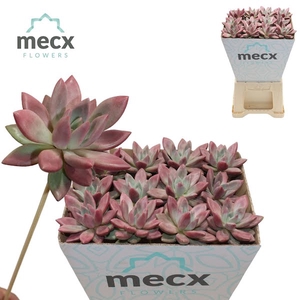 Graptoveria Rosie Crow (mecx Flowers)