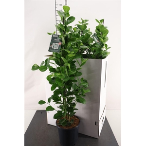 Ficus 21 Cm. P. Moclame