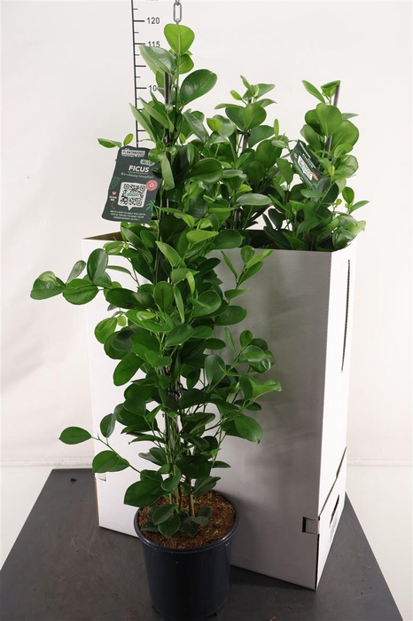 <h4>Ficus 21 Cm. P. Moclame</h4>