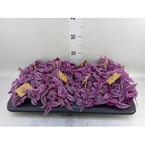 Tradescantia zebr. 'Pink Paradise'