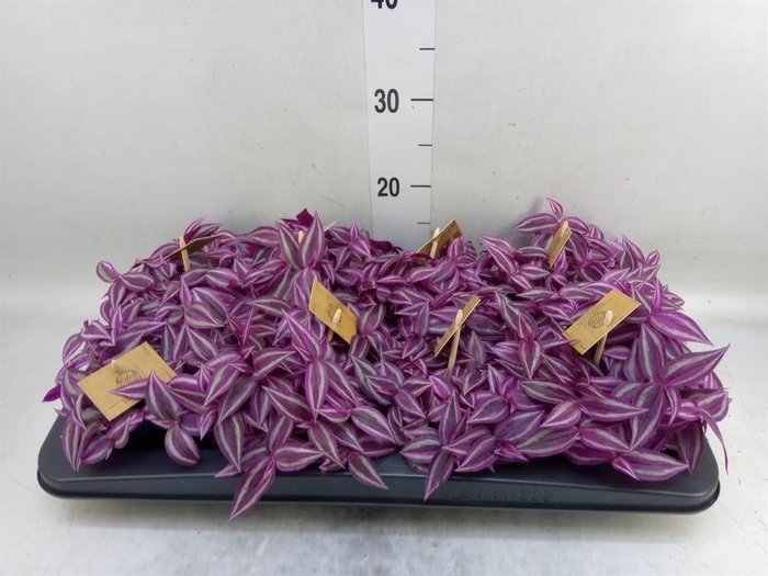 <h4>Tradescantia zebr. 'Pink Paradise'</h4>