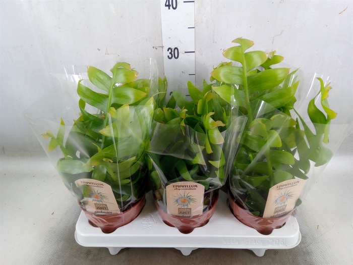<h4>Epiphyllum   ...</h4>