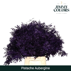 Pistache L50 Aubergine