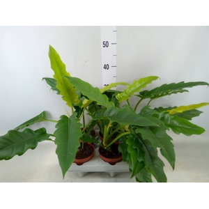 Philodendron  'Narrow Escape'