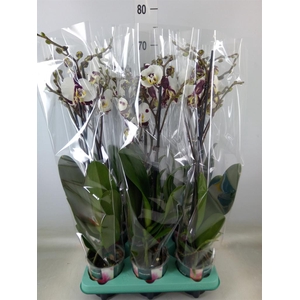 Phalaenopsis   ...