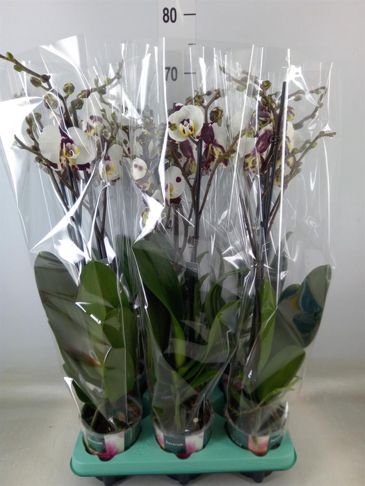 <h4>Phalaenopsis ...</h4>