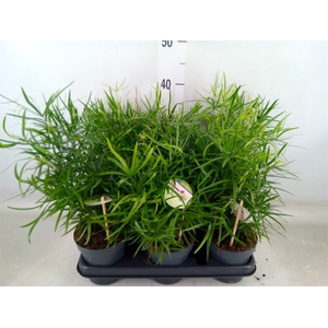 Asparagus falcatus
