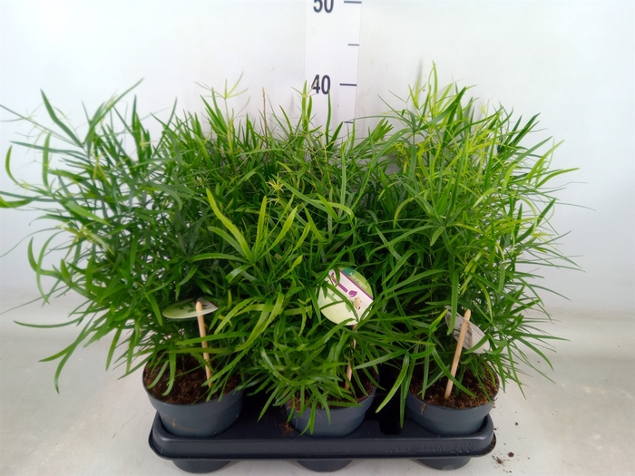 <h4>Asparagus falcatus</h4>