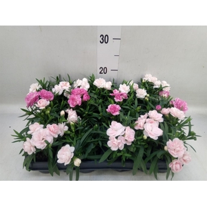 Dianthus  'Sprint Pink and Proud'