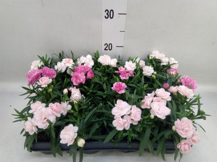 Dianthus  'Sprint Pink and Proud'