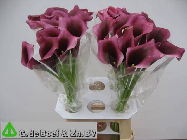 <h4>ZANT ACCENT</h4>