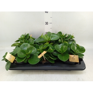 Peperomia obt. 'Green Gold'