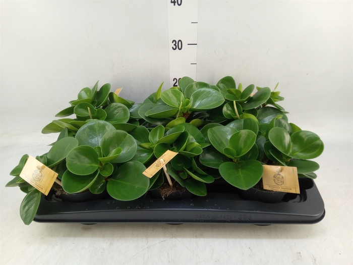 <h4>Peperomia obt. 'Green Gold'</h4>