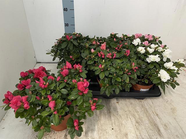 <h4>RHODO SI VOGEL GEM</h4>