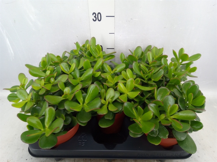 Crassula ovata