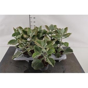 Kalanchoe. Beharensis 13 Cm. Pot