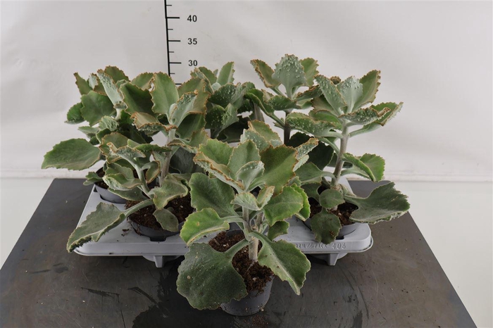 <h4>Kalanchoe. Beharensis 13 Cm. Pot</h4>