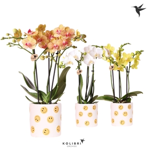 Kolibri Orchids Phalaenopsis mix 3 spike in Smiley pot