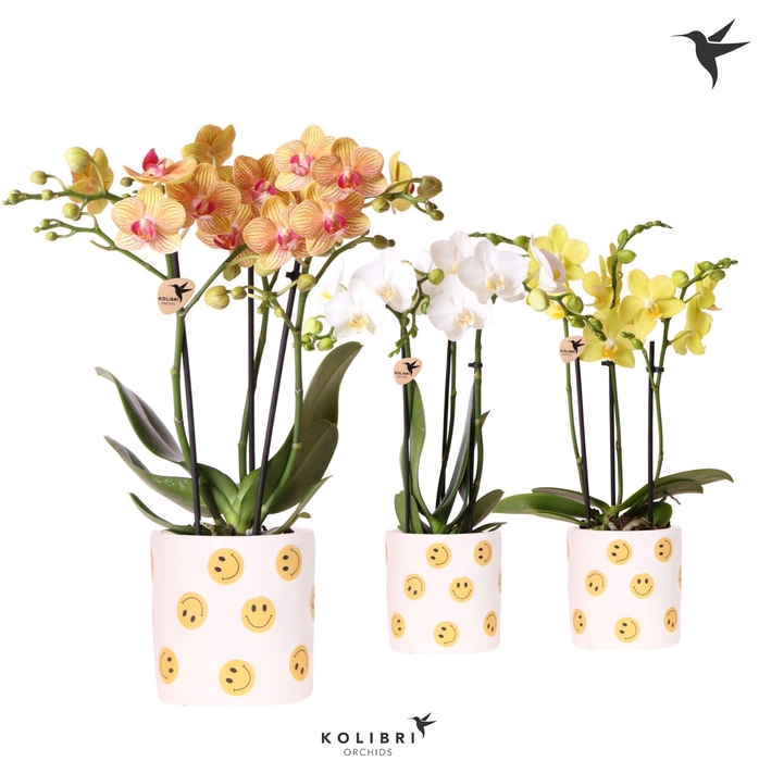 <h4>Kolibri Orchids Phalaenopsis mix 3 spike in Smiley pot</h4>