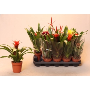 BROMELIA GEM