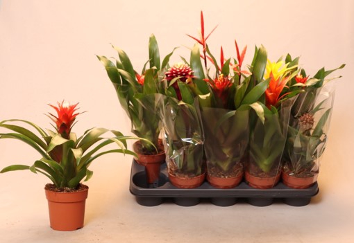 <h4>BROMELIA GEM</h4>