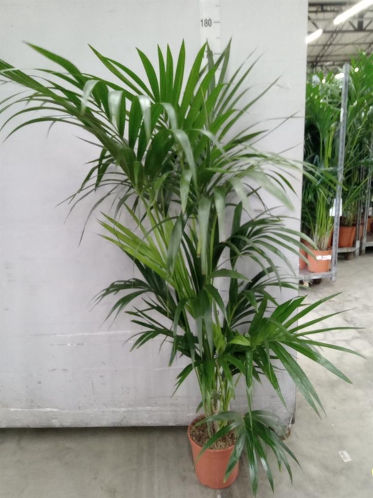 <h4>Howea forsteriana</h4>