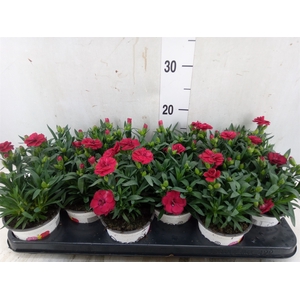 Dianthus  'Oscar Red'